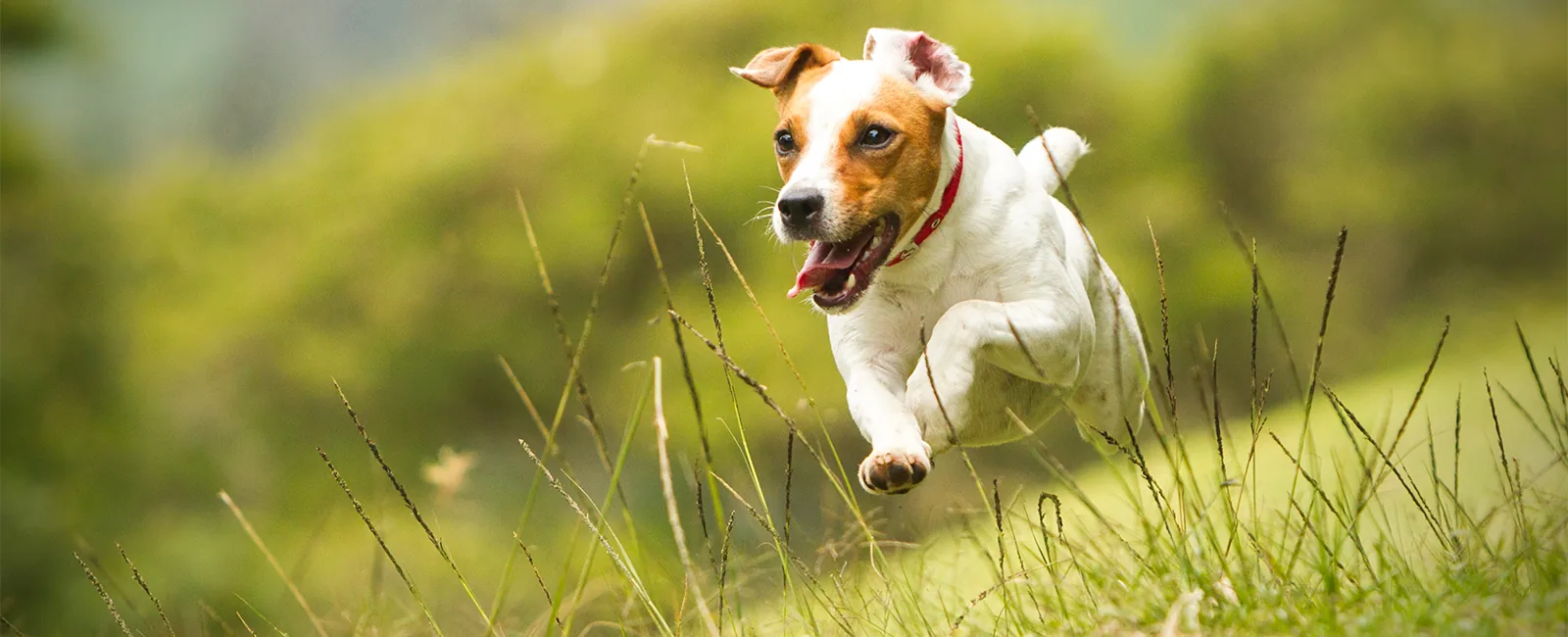 Dog at the campsite – four-legged friends are very welcome