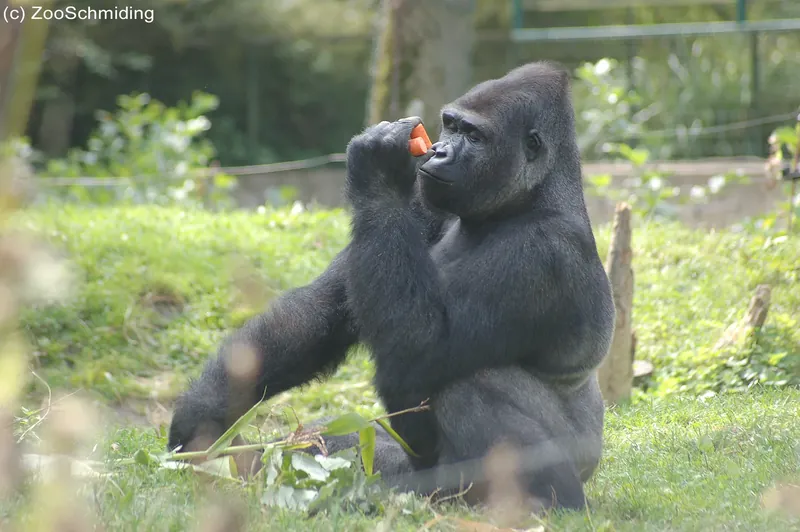 Tierpark Schmiding